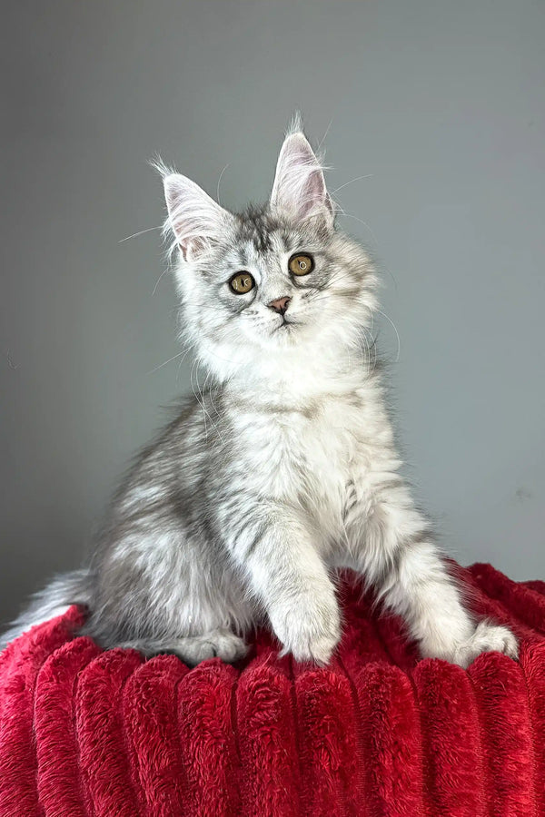 Brielle | maine coon kitten