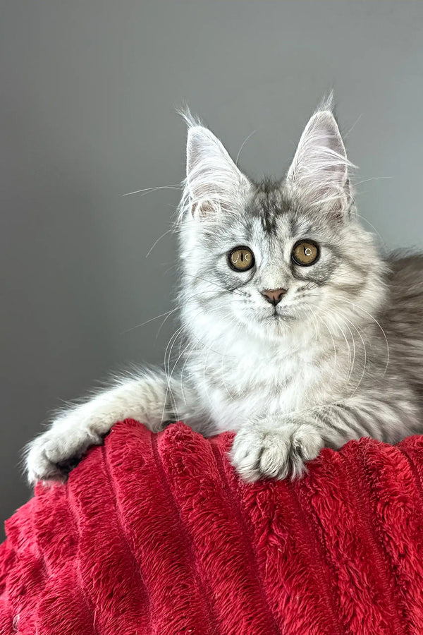 Brielle | maine coon kitten