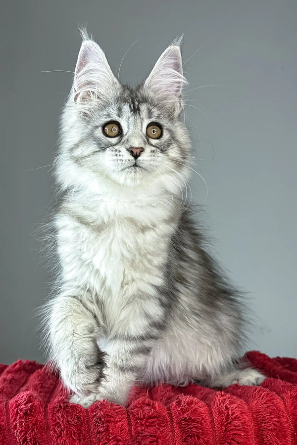 Brielle | maine coon kitten