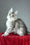 Brielle | Maine Coon Kitten