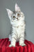 Brielle | maine coon kitten