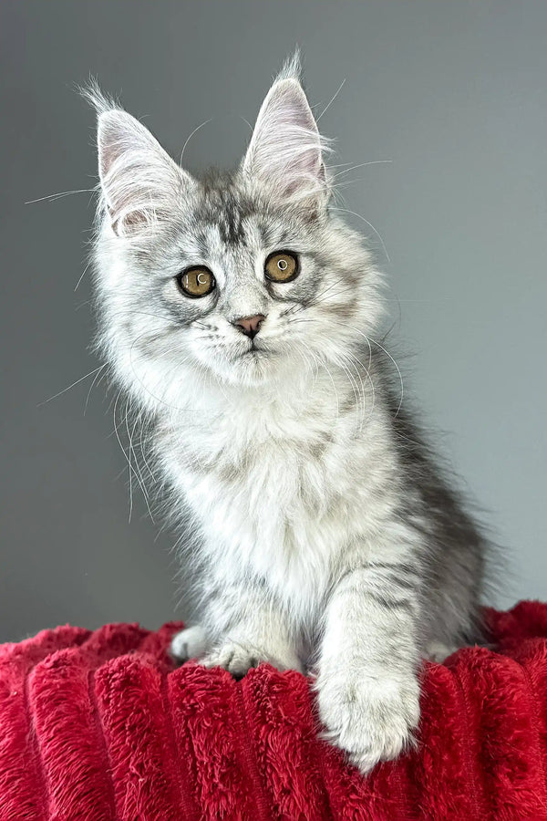 Brielle | maine coon kitten