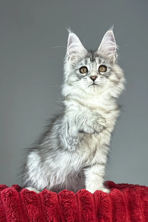 Brielle | maine coon kitten