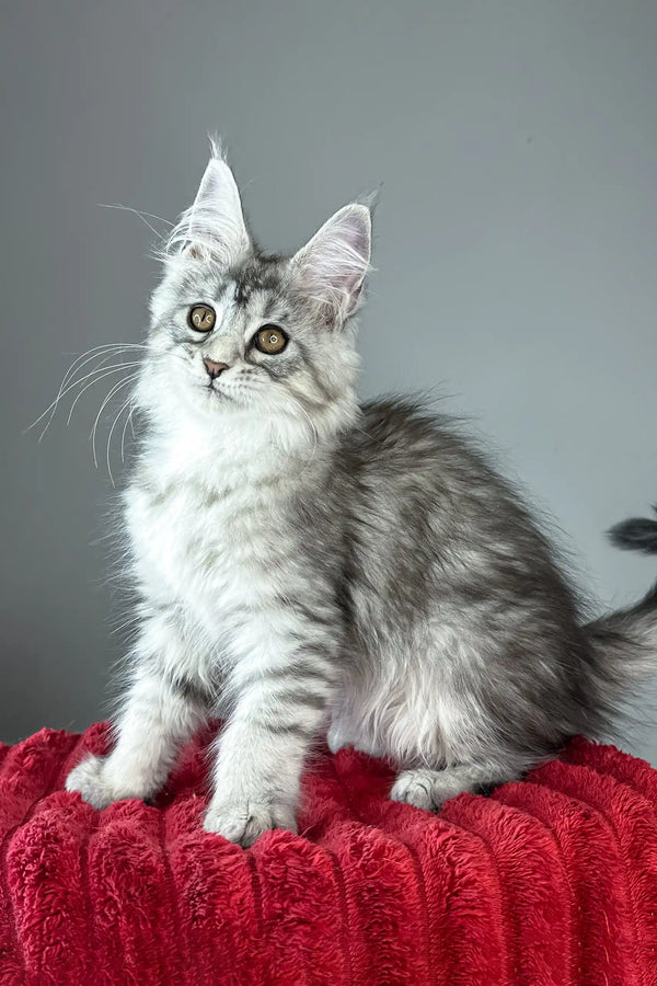 Brielle | maine coon kitten