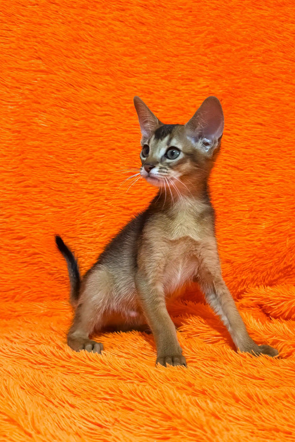 Bright | abyssinian kitten