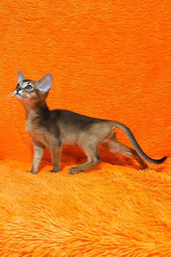 Bright | abyssinian kitten
