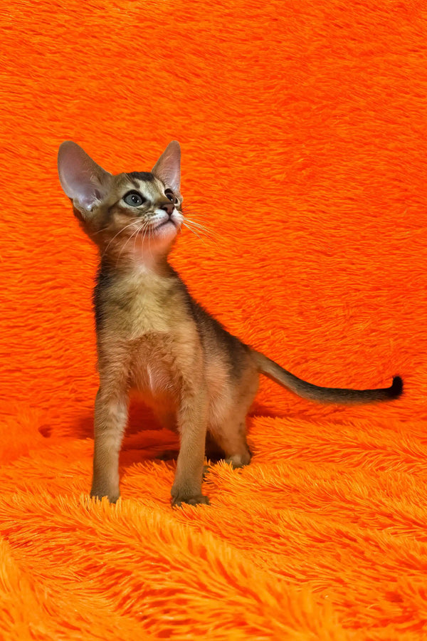 Bright | abyssinian kitten