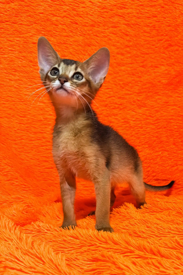 Bright | abyssinian kitten