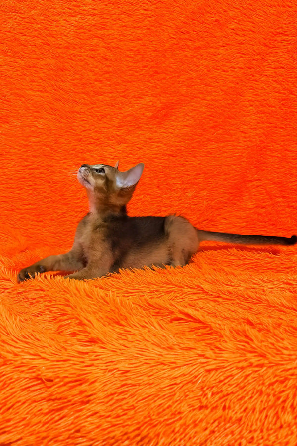 Bright | abyssinian kitten