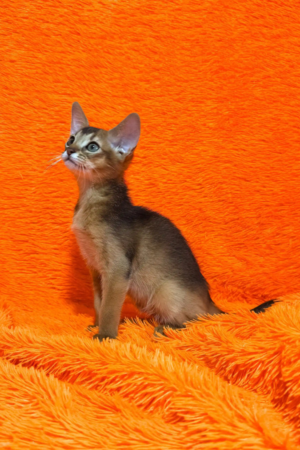 Bright | abyssinian kitten