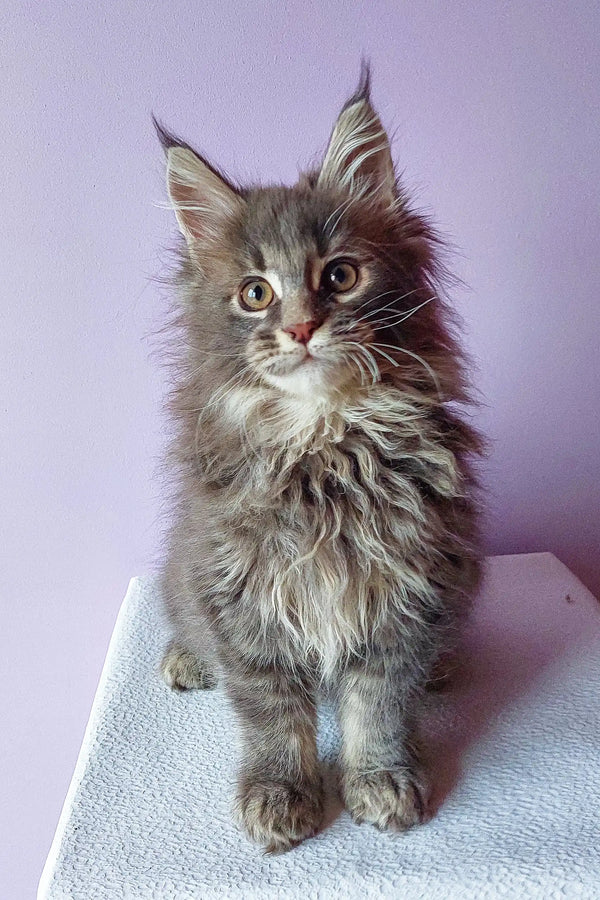 Fluffy gray Maine Coon kitten, the adorable star of Brit | Maine Coon Kitten product