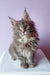 Adorable Gray Maine Coon kitten featured in Brit Maine Coon Kitten product