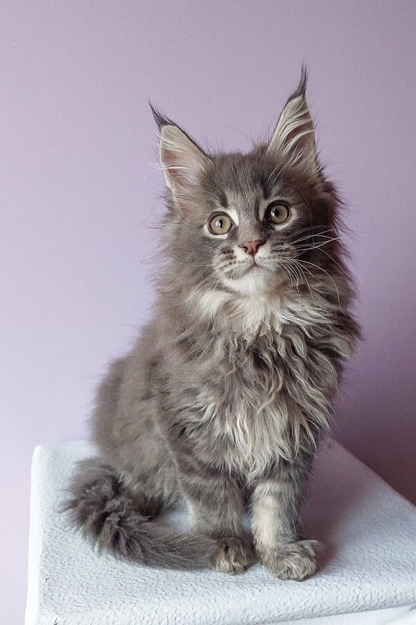 Gray fluffy kitten in the Brit Maine Coon Kitten product, super cute and cuddly