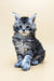 Adorable gray and white tabby Maine Coon kitten sitting upright, perfect for your home