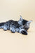 Fluffy gray and white Maine Coon kitten lying down, showcasing its adorable features