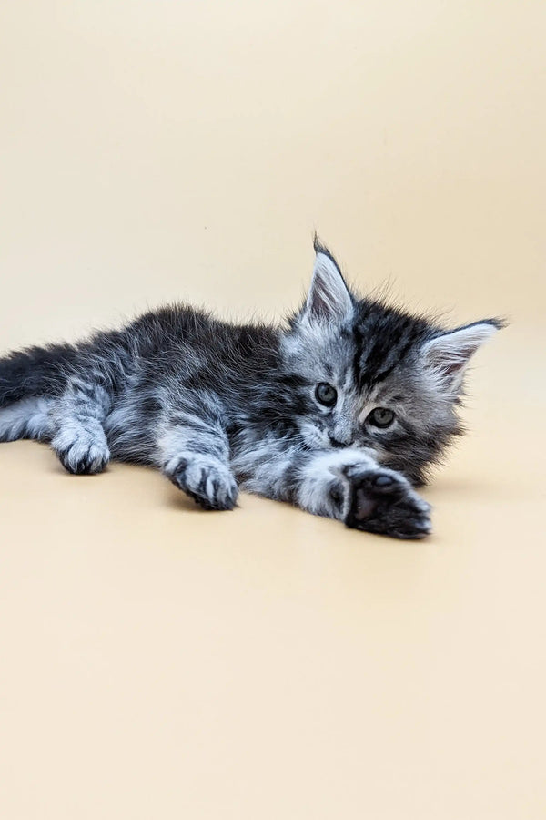 Fluffy gray and white Maine Coon kitten lying down, showcasing its adorable features