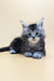 Gray and white fluffy Maine Coon kitten with big blue eyes named Britney