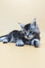 Gray and white fluffy Maine Coon kitten lying down with paws outstretched