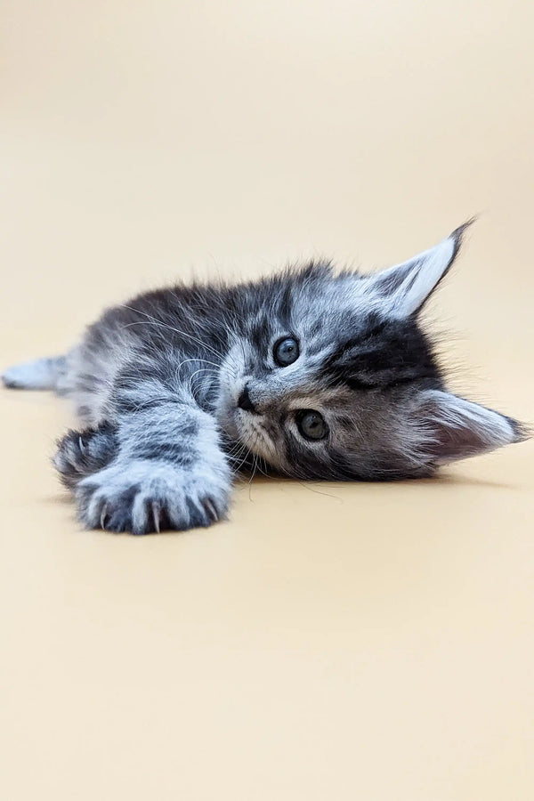 Gray tabby Maine Coon kitten lying on its side with paws outstretched
