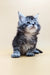 Adorable gray and white Maine Coon kitten sitting upright, ready for fun!