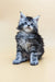 Adorable gray tabby Maine Coon kitten with blue eyes sitting upright, named Britney