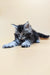 Gray and white fluffy Maine Coon kitten lying down with paws outstretched