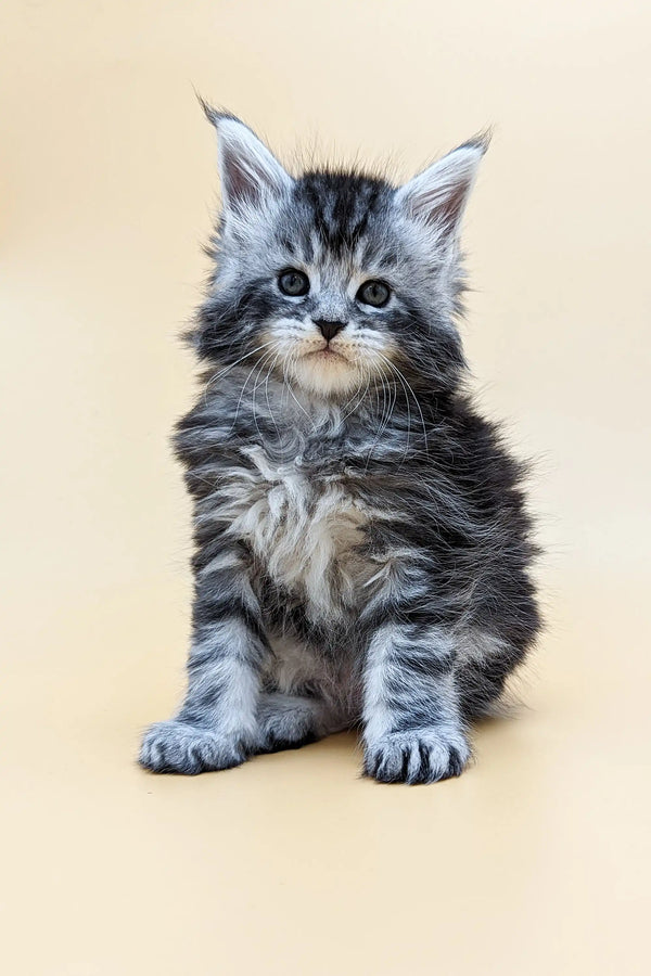 Adorable gray and white Maine Coon kitten with fluffy fur and bright eyes