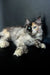 Long-haired Polydactyl Maine Coon with heterochromatic eyes lounging against dark backdrop