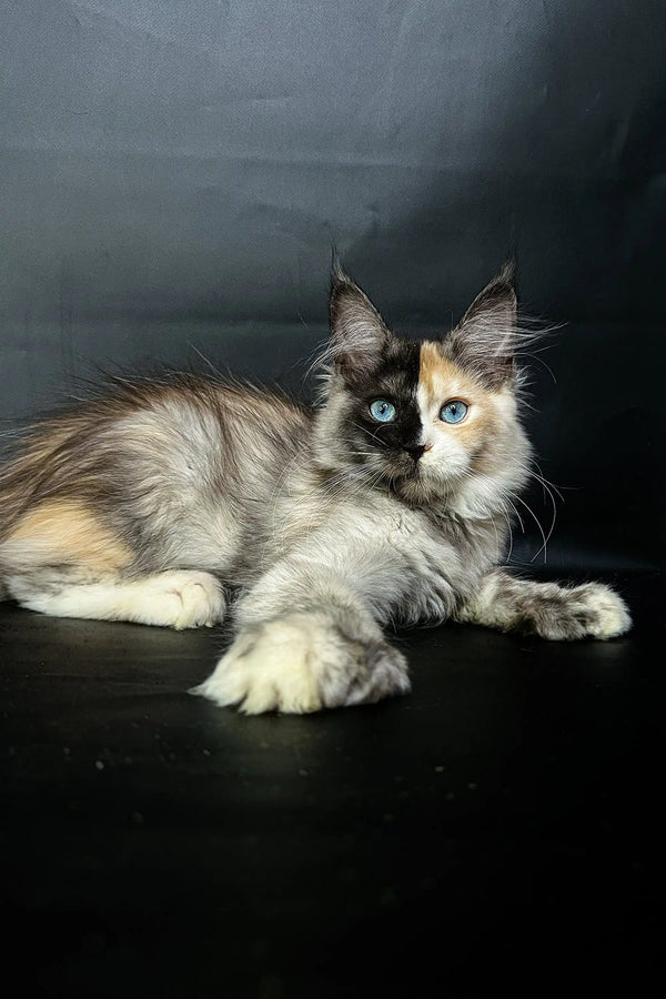 その他 Psychedelic Maine Coon Cat DAC Psychedelic Maine Coon Cat – Diamond Art Club