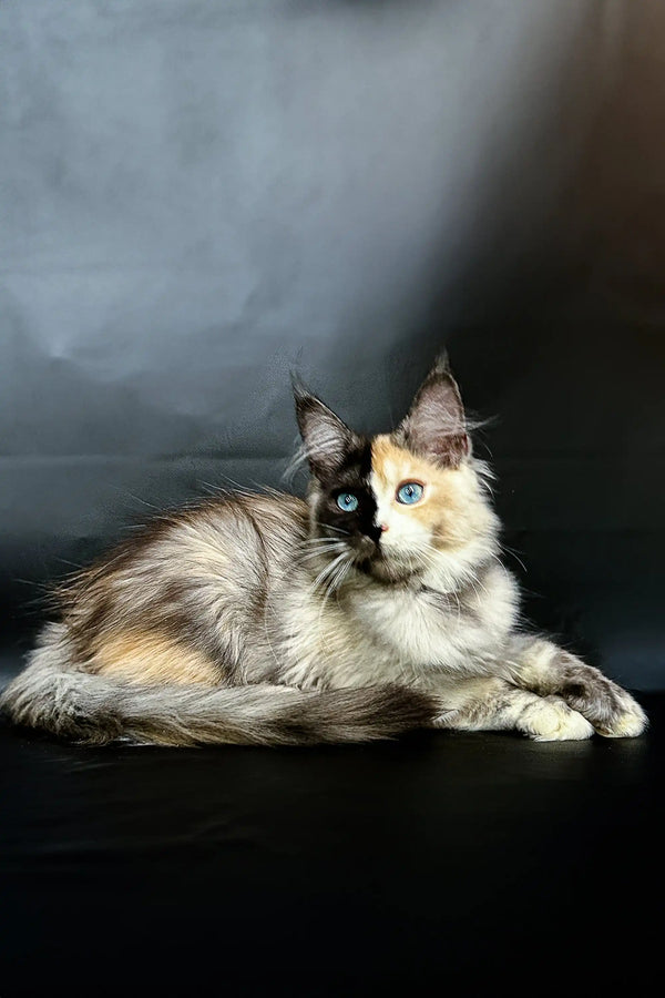 Long-haired Polydactyl Maine Coon with stunning blue and gold heterochromatic eyes