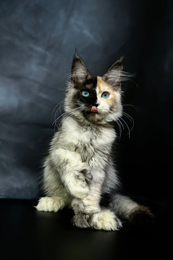Britney Fluffy Polydactyl Maine Coon Kitten
