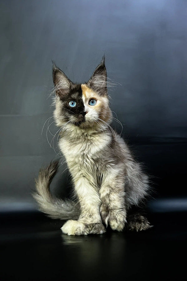 Fluffy Polydactyl Maine Coon with a two-toned face and long ear tufts