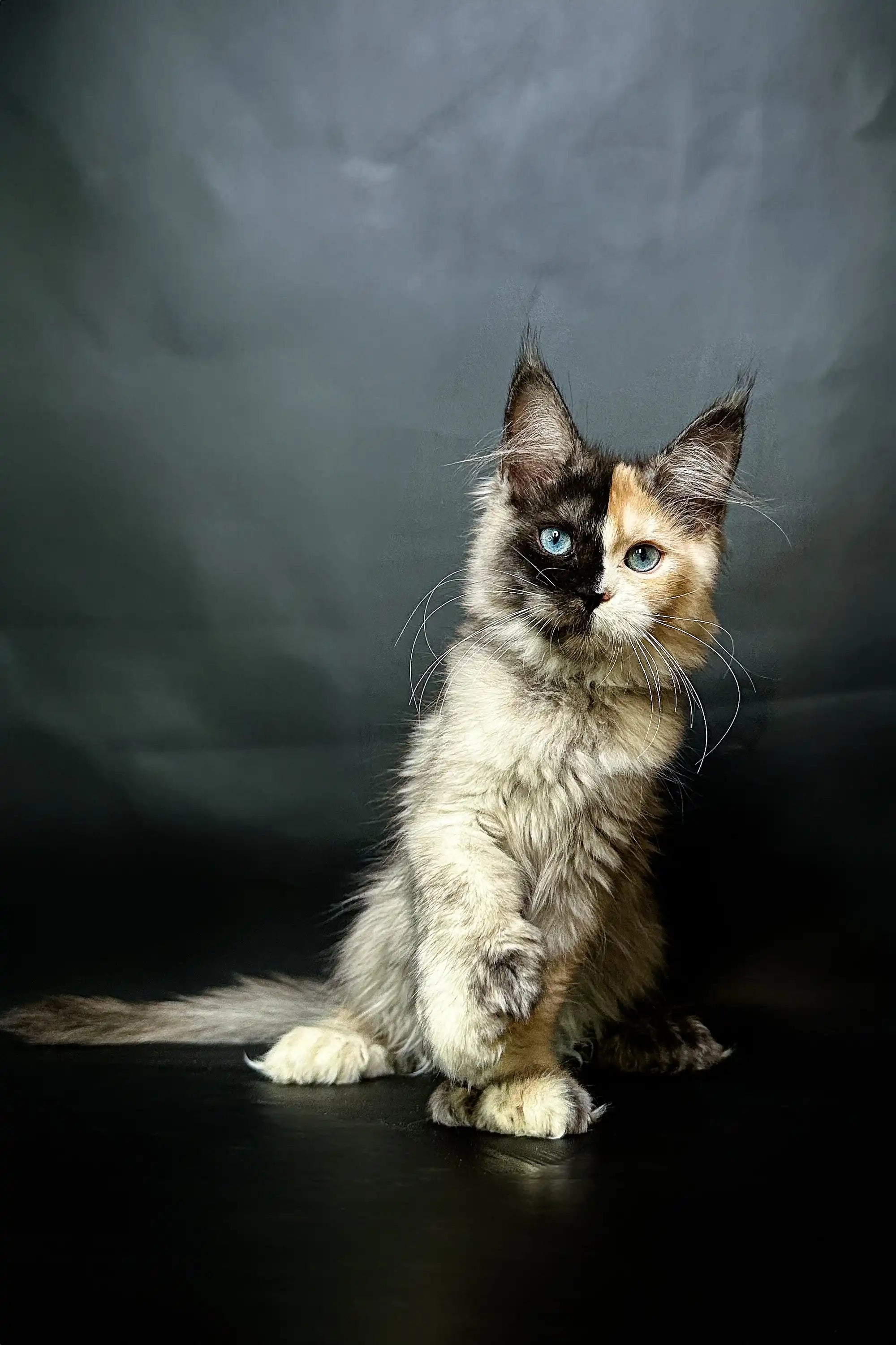 Maine Coon Kittens for Sale Britney | Polydactyl