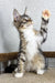 Playful Maine Coon kitten batting with one paw, ready for fun and games!