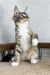 Fluffy Maine Coon kitten sitting upright with an alert look, perfect for any cat lover