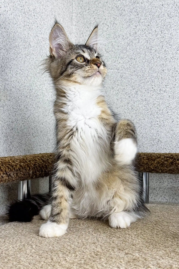 Fluffy Maine Coon kitten sitting upright with an alert look, perfect for any cat lover