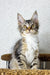 Fluffy Maine Coon kitten with big eyes and perked ears, ready for playtime