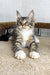 Tabby Maine Coon kitten with white paws lounging on a cozy carpeted surface