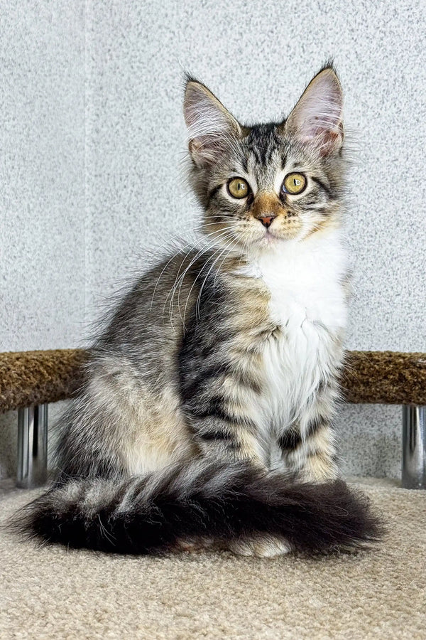 Cute Tabby Maine Coon kitten with fluffy fur and wide eyes sitting upright