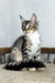 Adorable Maine Coon kitten with wide eyes and fluffy fur sitting upright