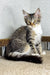 Adorable Tabby Maine Coon kitten with wide eyes sitting on carpet