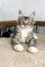 Tabby Maine Coon kitten lounging on a carpet with wide, adorable eyes