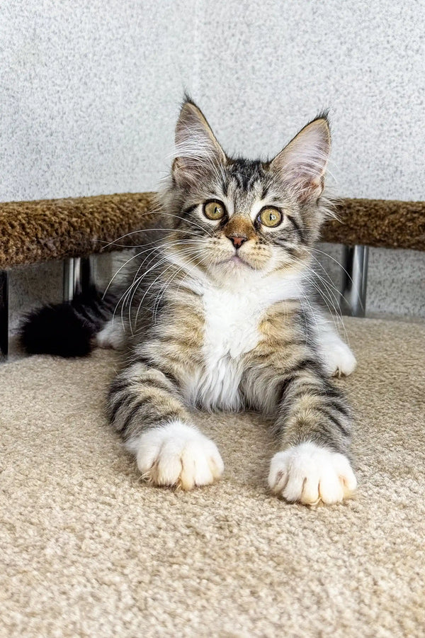 Tabby Maine Coon kitten lounging on a carpet with wide, adorable eyes