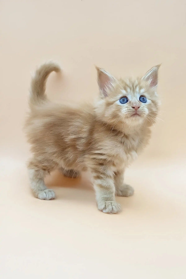 Fluffy ginger Maine Coon kitten with bright blue eyes in Brizel product