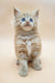 Fluffy orange Maine Coon kitten named Brizel with striking blue eyes