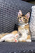 Tabby kitten lounging on woven furniture with golden Maine Coon vibes