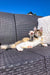 Calico cat relaxing on wicker furniture with Golden Maine Coon by its side