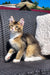 Calico kitten lounging on a wicker chair beside a Golden Maine Coon cat