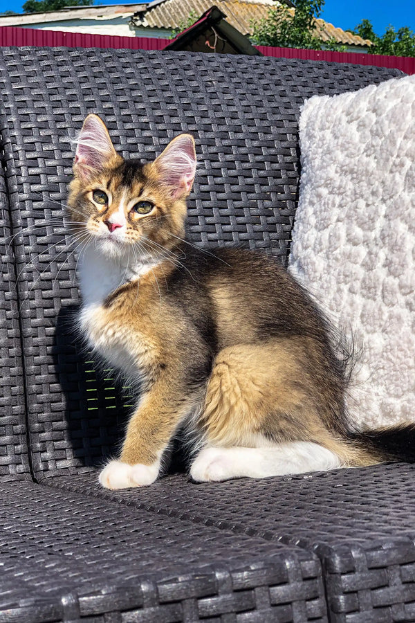 Tabby kitten lounging on a wicker chair with a Golden Maine Coon vibe