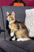 Calico cat lounging on a wicker sofa next to a golden Maine Coon